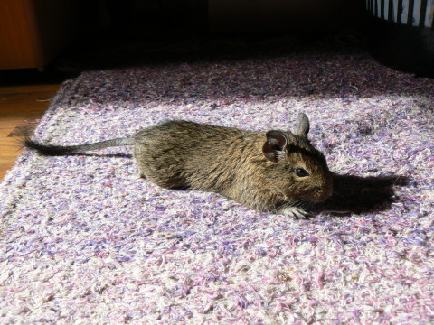 degu